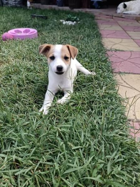 Lora ein Jack Russel Mix Mädchen