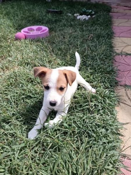 Lora ein Jack Russel Mix Mädchen