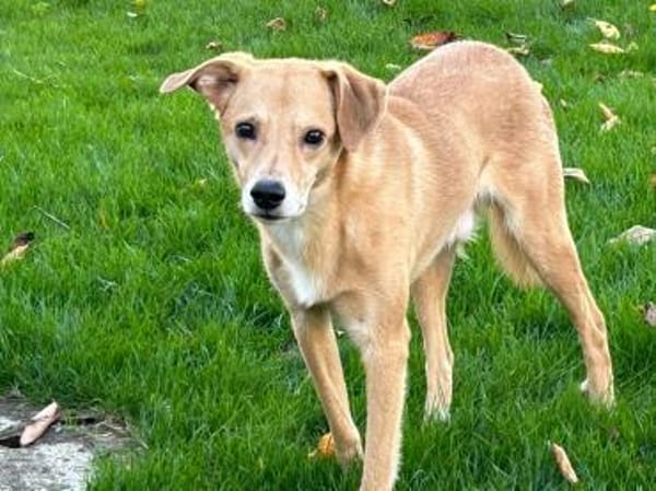 Carlos, unser Blondie