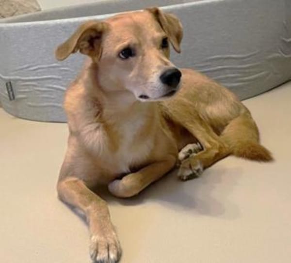 Carlos, unser Blondie