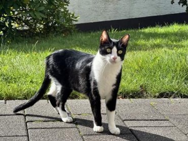 Raspy -sehr liebes, gutmütiges Katerchen