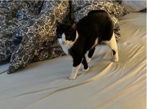 Raspy -sehr liebes, gutmütiges Katerchen