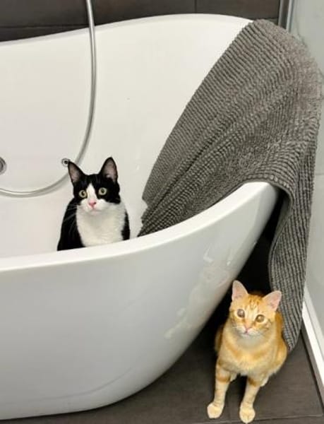 Raspy -sehr liebes, gutmütiges Katerchen