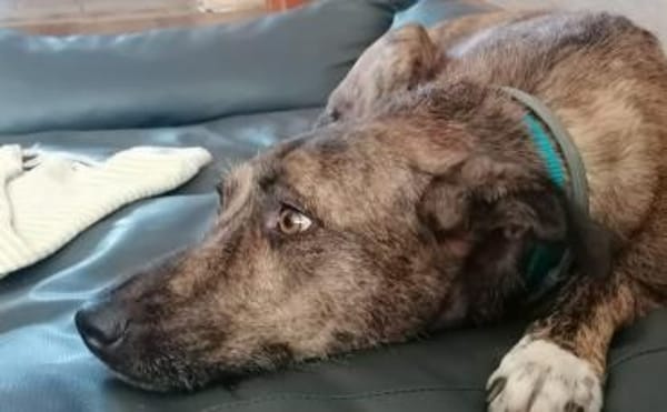 Marte - Zuhause gesucht