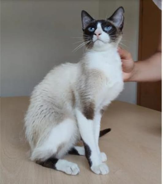 Lilú - süße, sensible & verspielte Katze