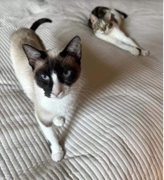 Lilú - süße, sensible & verspielte Katze