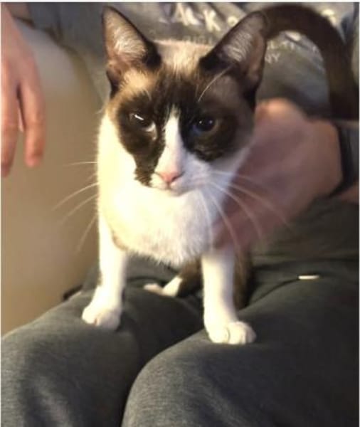 Lilú - süße, sensible & verspielte Katze