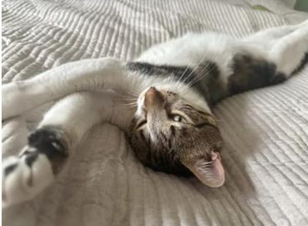 Piaget - ein sehr süßer Kuschelkater