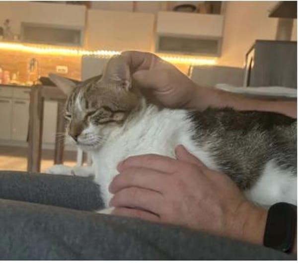 Piaget - ein sehr süßer Kuschelkater