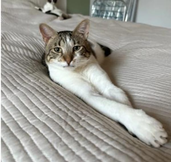 Piaget - ein sehr süßer Kuschelkater