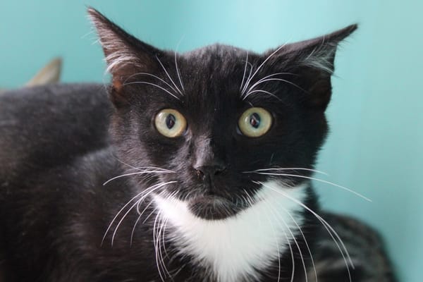 Sid
