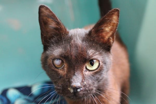 Coco