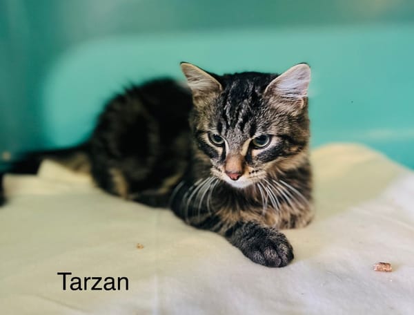 Tarzan