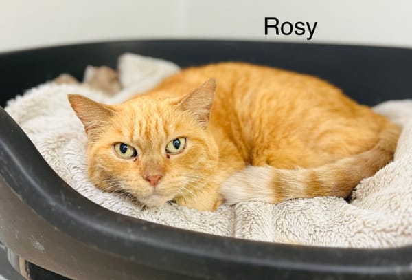 Rosy