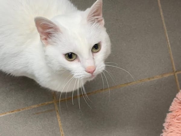 MINETTE