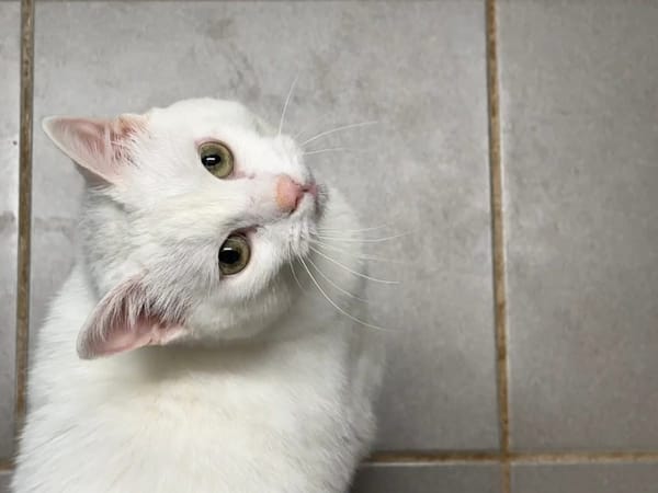 MINETTE