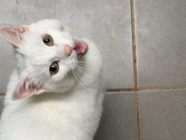 MINETTE