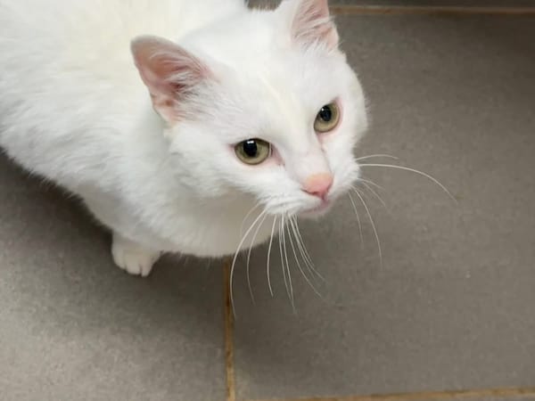 MINETTE