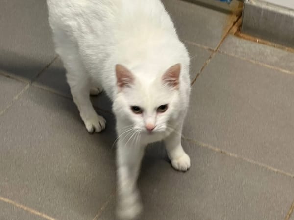 MINETTE