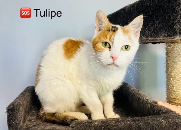 Tulipe