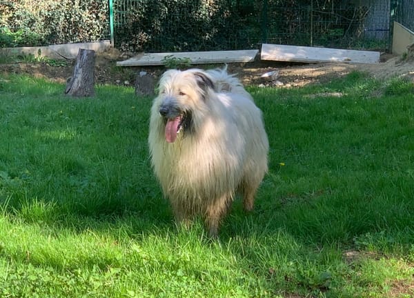 Odin
