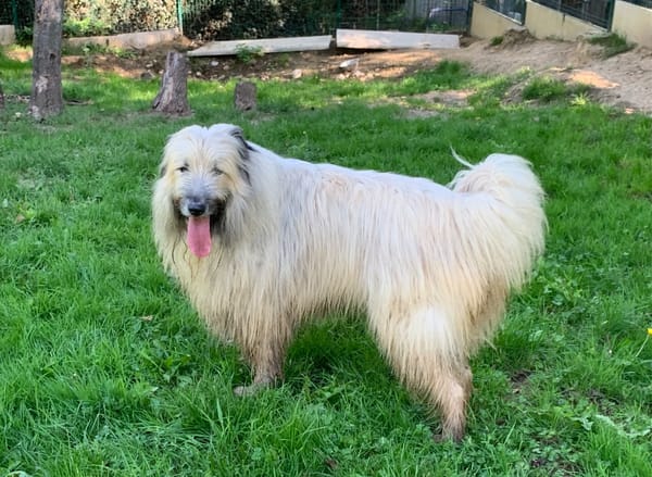 Odin