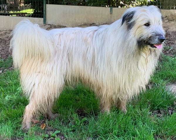 Odin