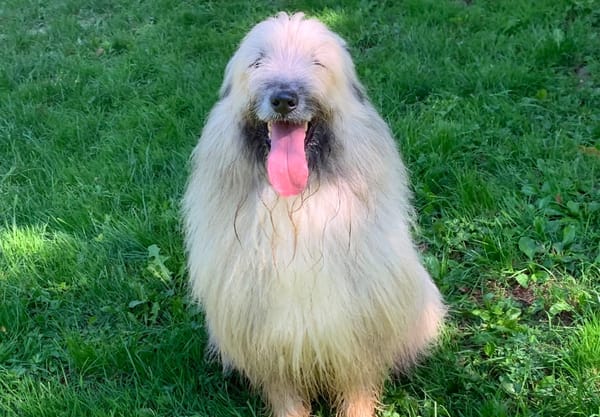 Odin