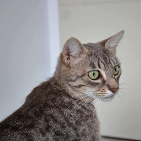 Taïka