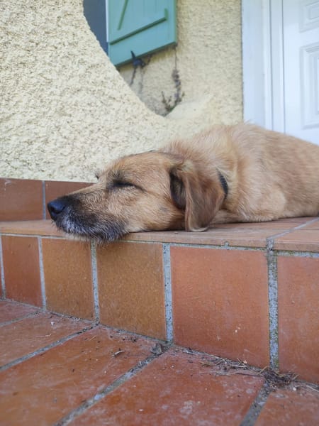 TAZ