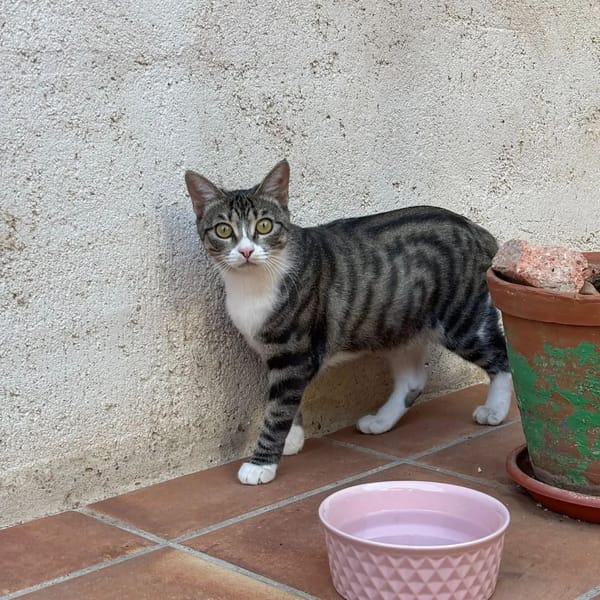 Bb