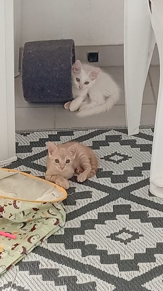 MOSHI et FLOCON