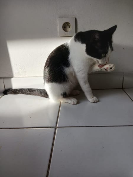 REGLISSE