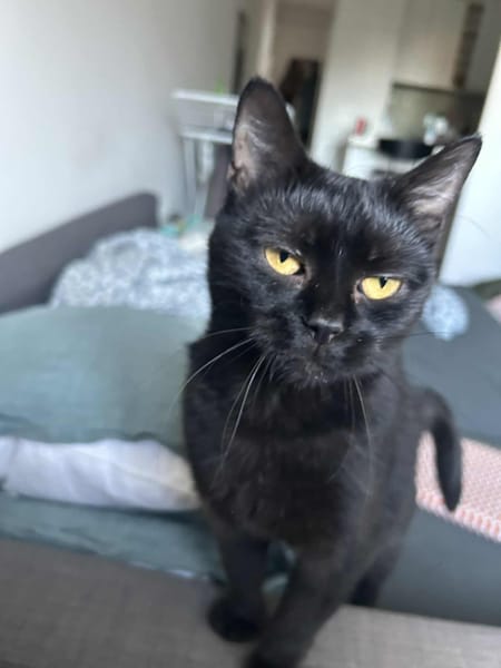 Bagheera