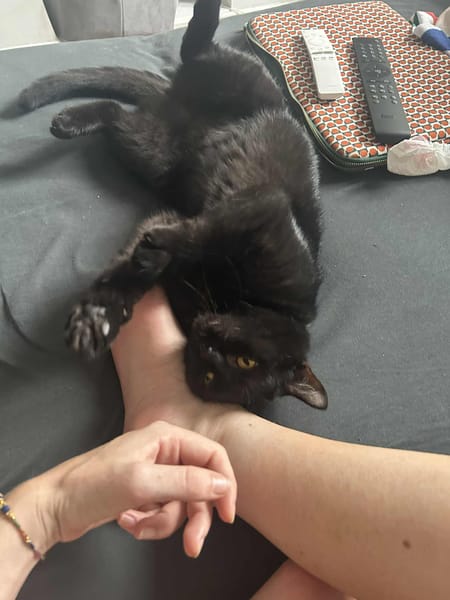 Bagheera