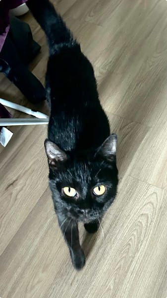 Bagheera
