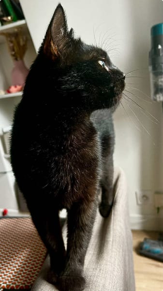 Bagheera