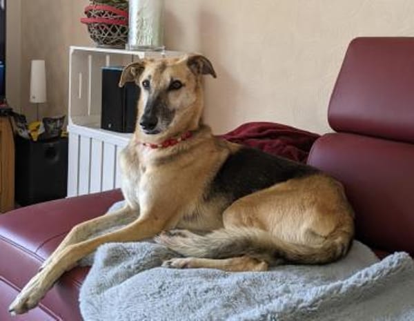 Rusty - sucht neues Zuhause
