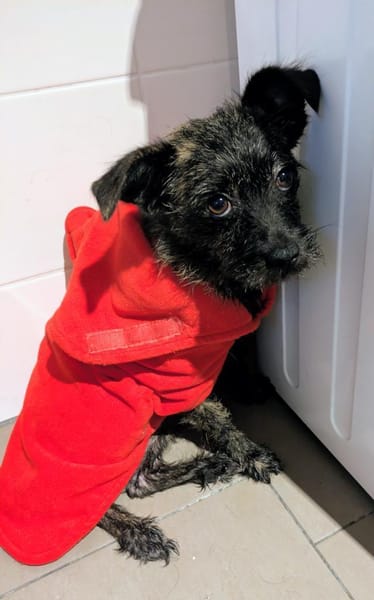 Süße kleine Lucy sucht Zuhause