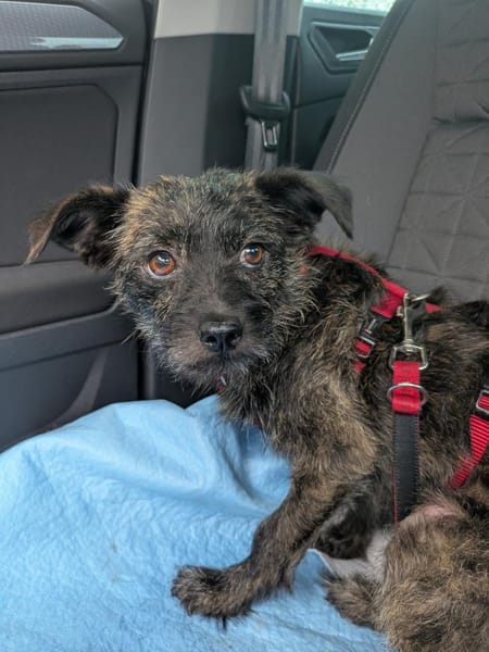 Süße kleine Lucy sucht Zuhause