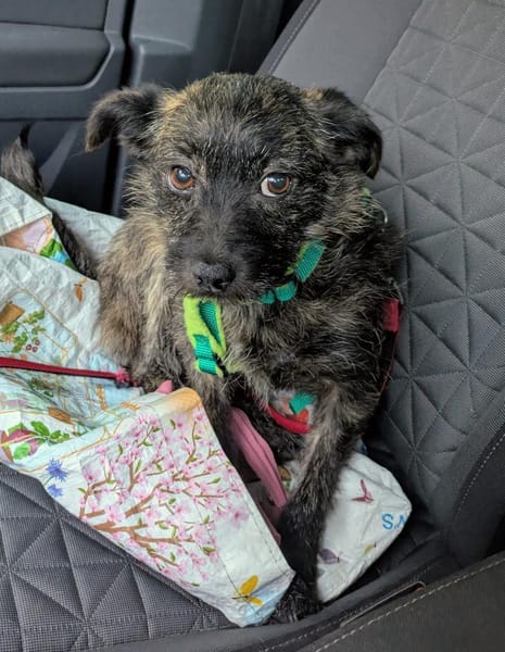 Süße kleine Lucy sucht Zuhause