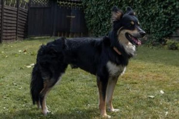 Archie - wartet in 45549 Sprockhövel