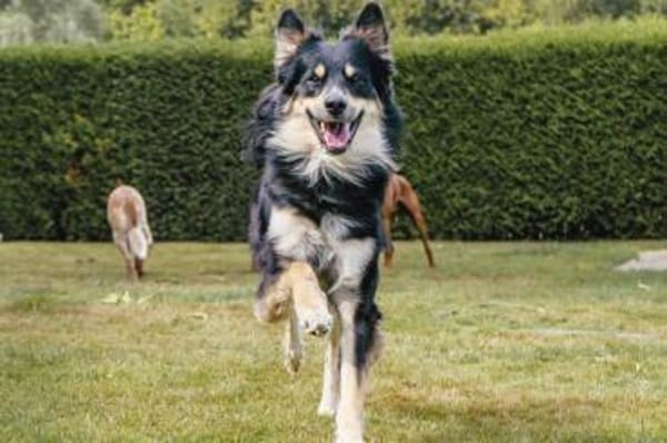 Archie - wartet in 45549 Sprockhövel