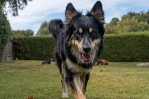 Archie - wartet in 45549 Sprockhövel