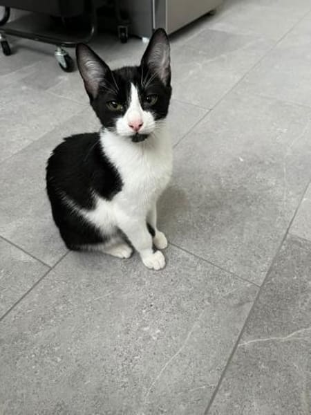 Mikesch auf Pflegestelle in Duisburg