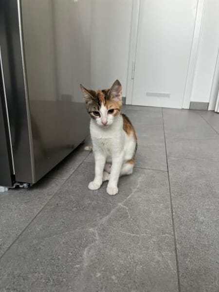 Matilda auf Pflegestelle in Duisburg