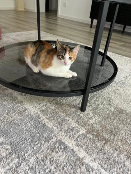 Matilda auf Pflegestelle in Duisburg