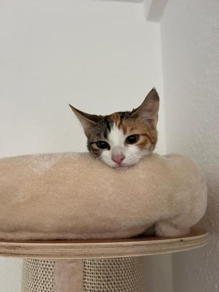Matilda auf Pflegestelle in Duisburg