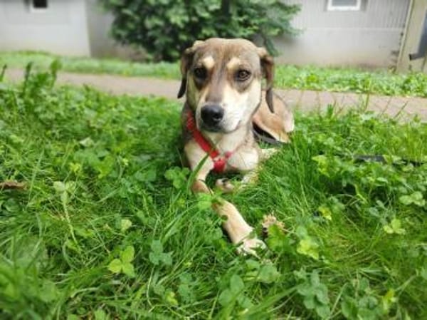 Nalla  kleine Lady sucht großes Glück!