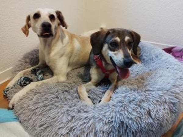 Nalla  kleine Lady sucht großes Glück!